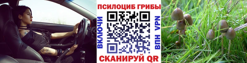 KRAKEN tor  Новый Уренгой  Псилоцибиновые грибы GOLDEN TEACHER 